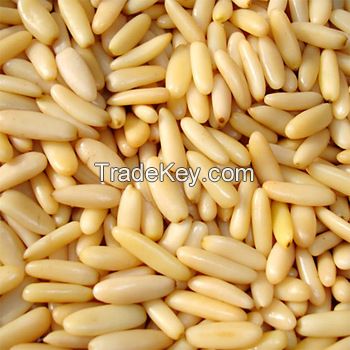 Pine Nuts Kernel (High Quality)