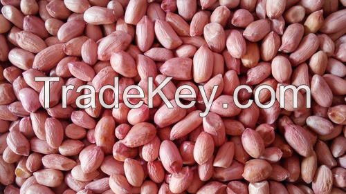 Peanut Kernels (High Quality)