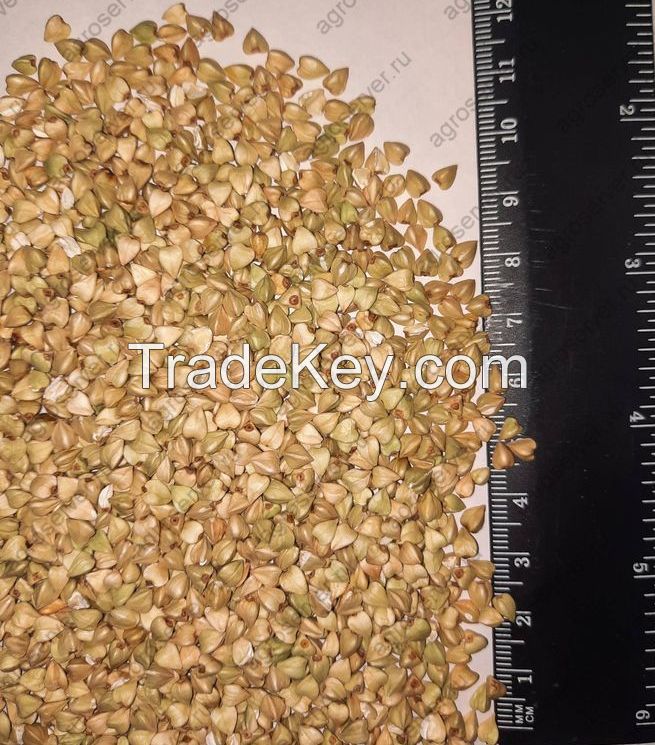 Buckwheat  grain  Origin Russia