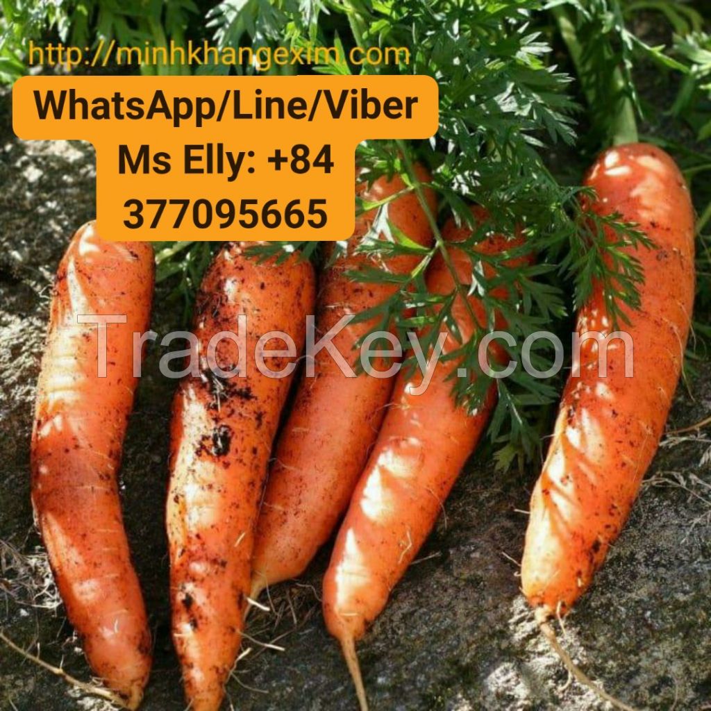 Vietnam Fresh Carrot