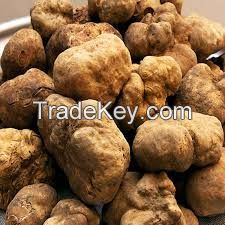 White Truffle