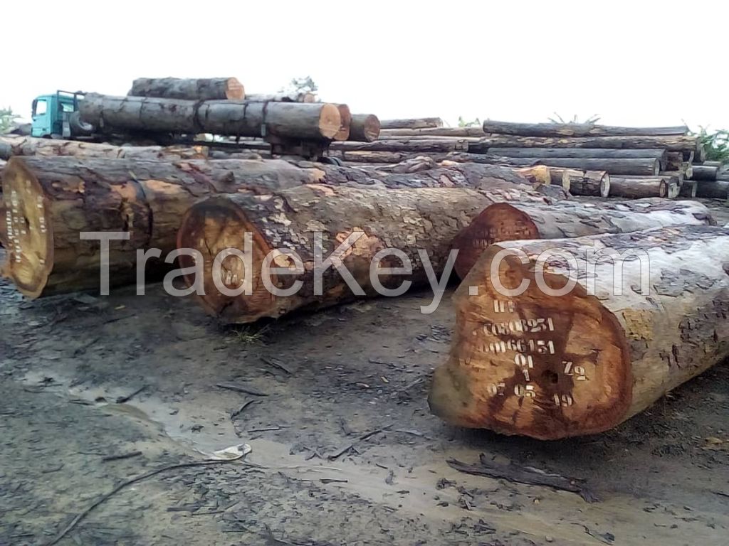 Sapeli and Iroko logs ready for export at very good prices and quality