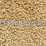 Agricultural Seed,Nut,Grains,Pulse,Kernels