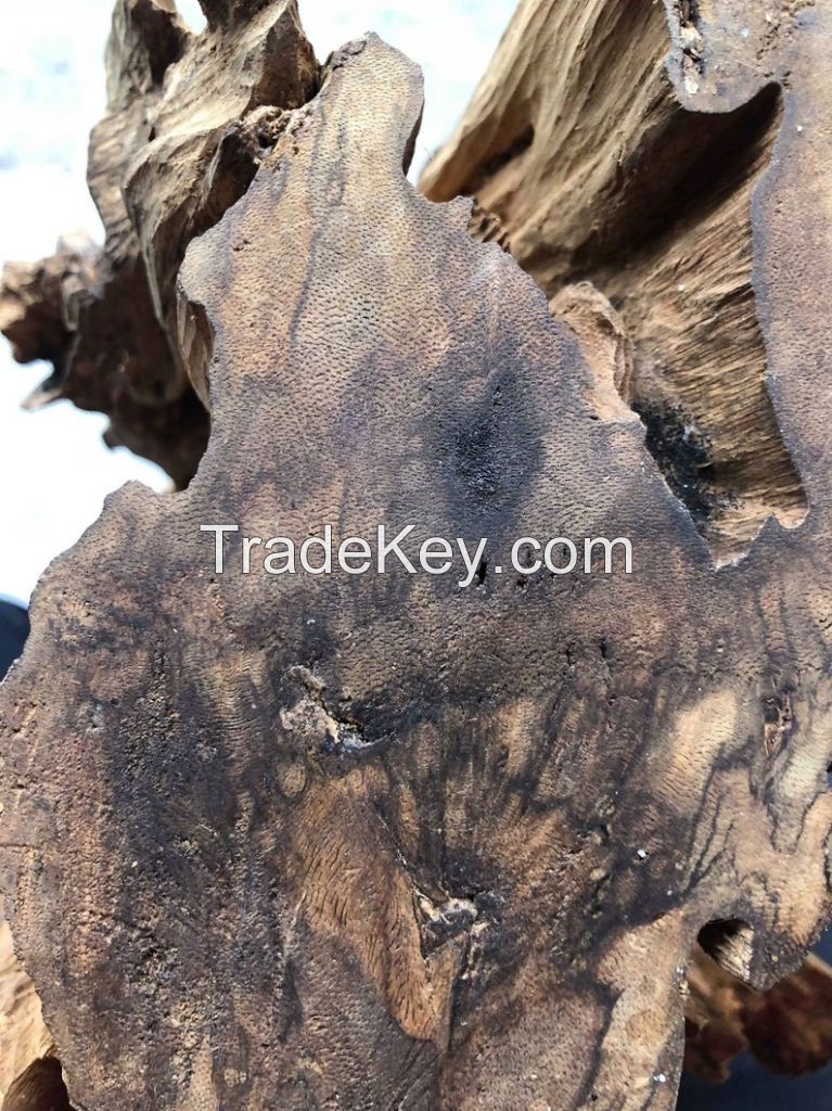 Agarwood chip, seeds, oud oil, Oud Chips