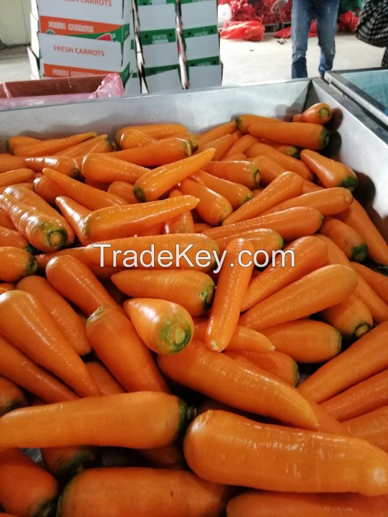 Fresh Carrot Vietnam 