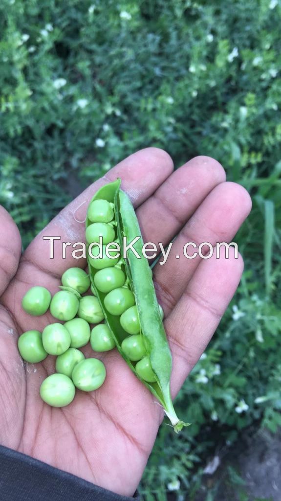 Wholesale Green Peas / Fresh Frozen Green Peas / Wholesale Fresh Peas 