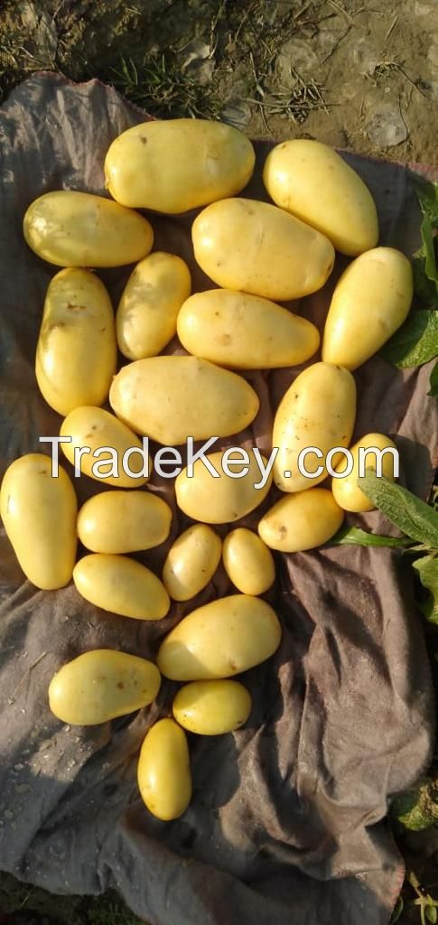 HOT OFFER !!!! NEW HARWEST FRESH POTATOS JUST 28/PKR PER KG