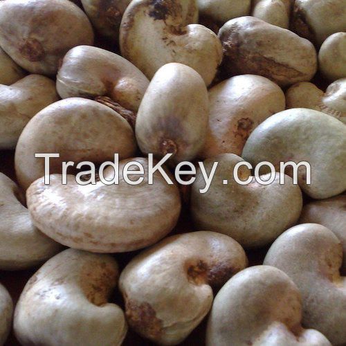 Indonesia Raw Cashew Nut In Shell