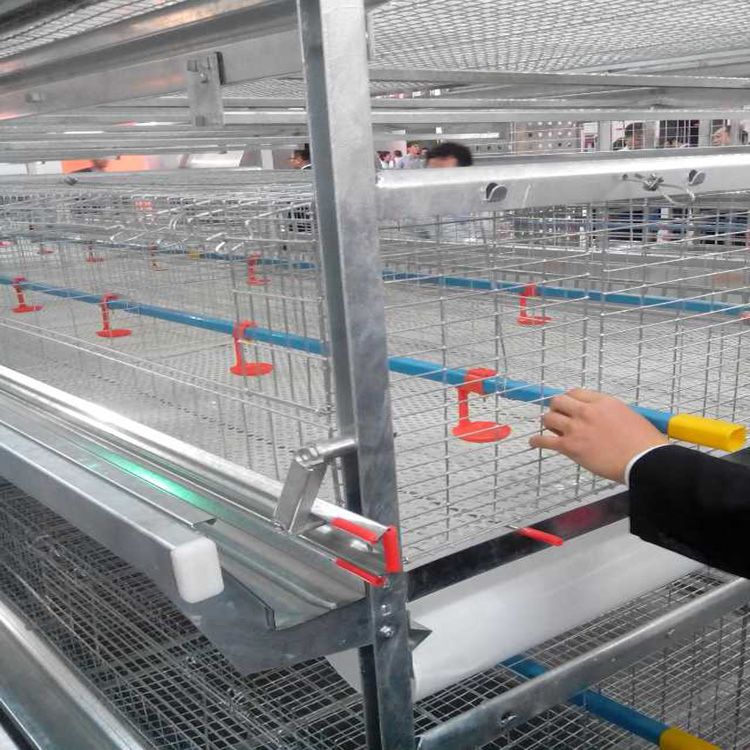 High quality wire mesh chicken cages with automatic chicken feeding system