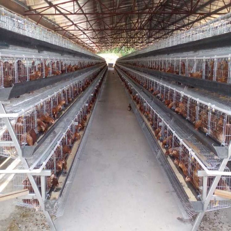 A type 3/4 layers  poultry chicken layer cage for sale