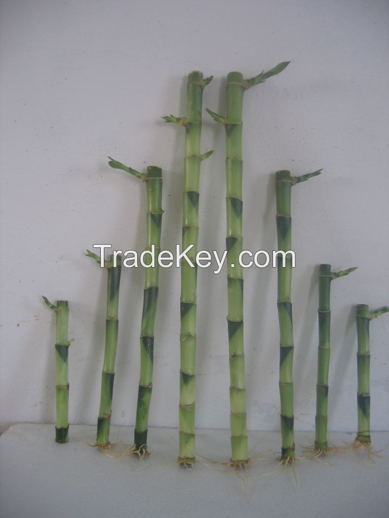Lucky Bamboo Dracaena