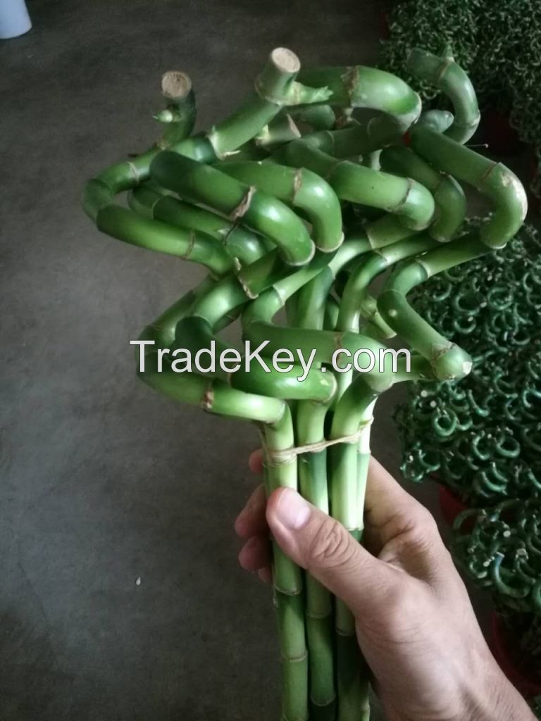 Lucky Bamboo Dracaena