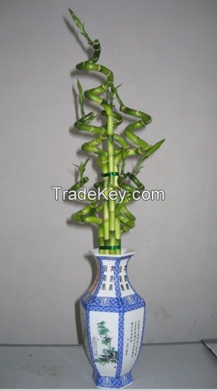 Lucky Bamboo Dracaena