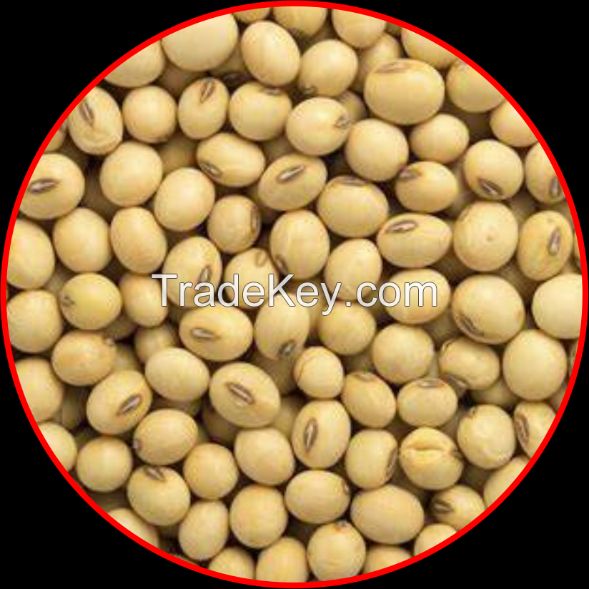 soybean