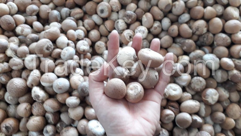 Betel Nut - Arecanut - Supari