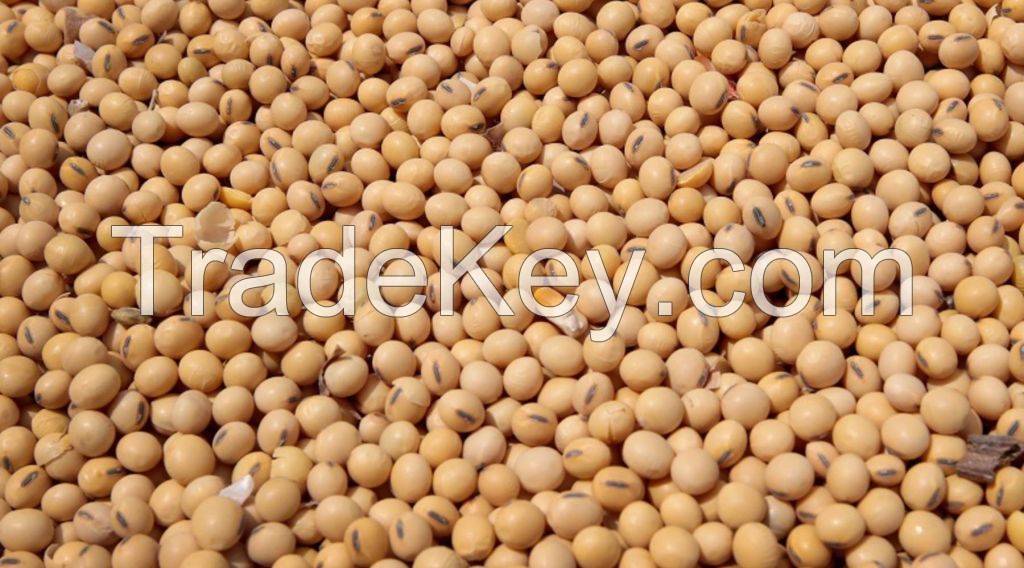Organic Raw Soybeans 