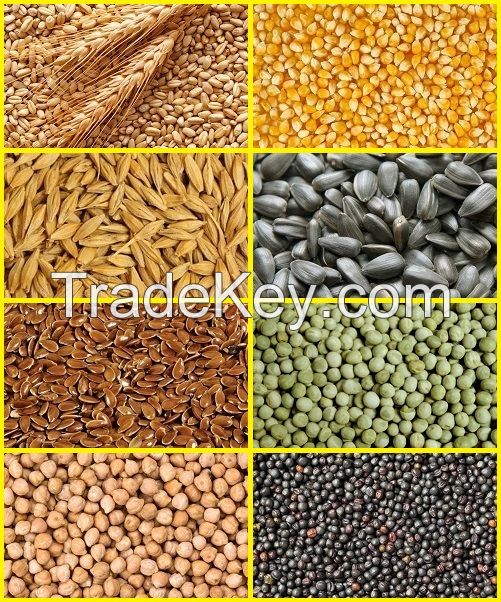 We sell grain of wheat, barley, corn originating in Russia.