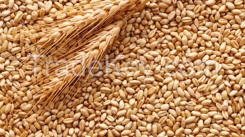 Export of wheat, barley, corn grain from Russia.