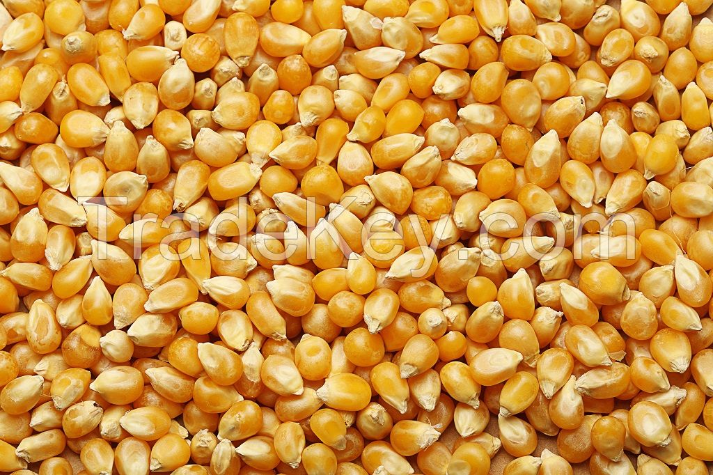 Export of wheat, barley, corn grain from Russia.