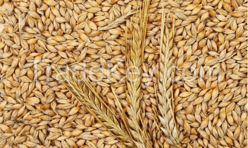 Export of wheat, barley, corn grain from Russia.