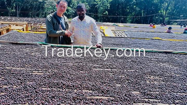 High Quality Arabica Coffee Beans