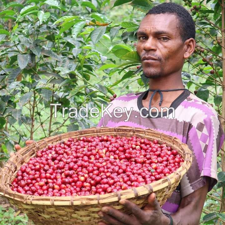 High Quality Arabica Coffee Beans