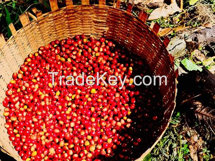 High Quality Arabica Coffee Beans