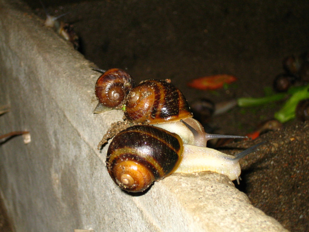 Helix aspersa Helix pomatia snails