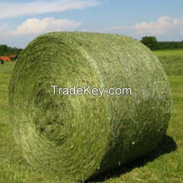 Trusted Exporter of Best Selling Agriculture Grade Animal Feed Alfalfa Hay for Wholesale Purchase at Bulk Price