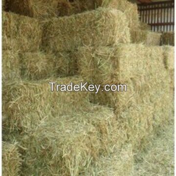 Trusted Exporter of Best Selling Agriculture Grade Animal Feed Alfalfa Hay for Wholesale Purchase at Bulk Price