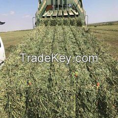 Trusted Exporter of Best Selling Agriculture Grade Animal Feed Alfalfa Hay for Wholesale Purchase at Bulk Price