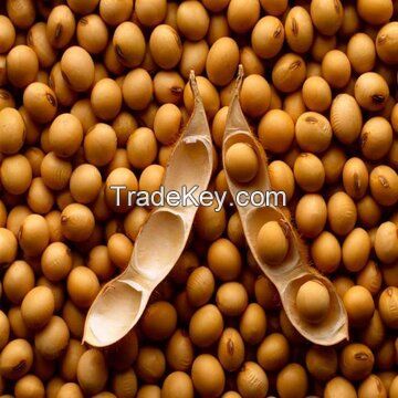 Sprouting and Food Grade Yellow Soybeans Top Quality Dry Soya Beans Non-gmo Soybean