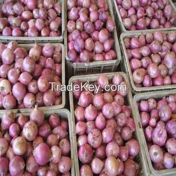 Premium Quality Onion At Wholesale Prices