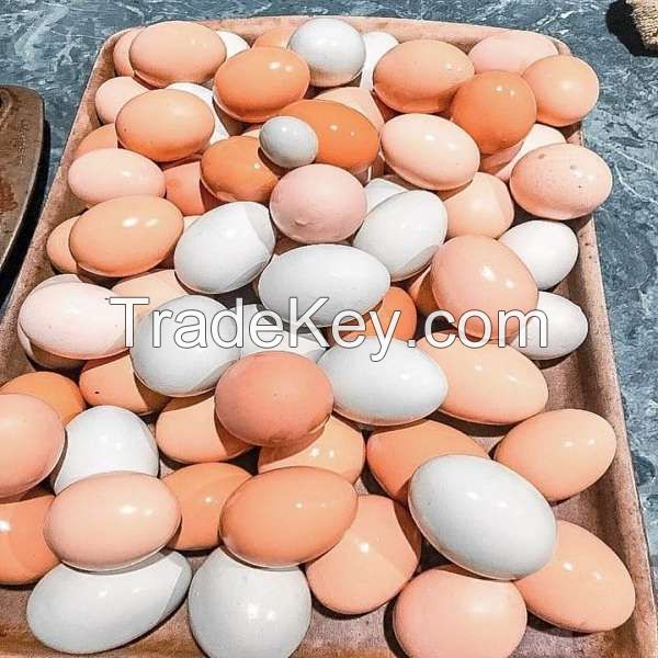 FRESH TABLE WHITE AND BROWN CHICKEN EGGS