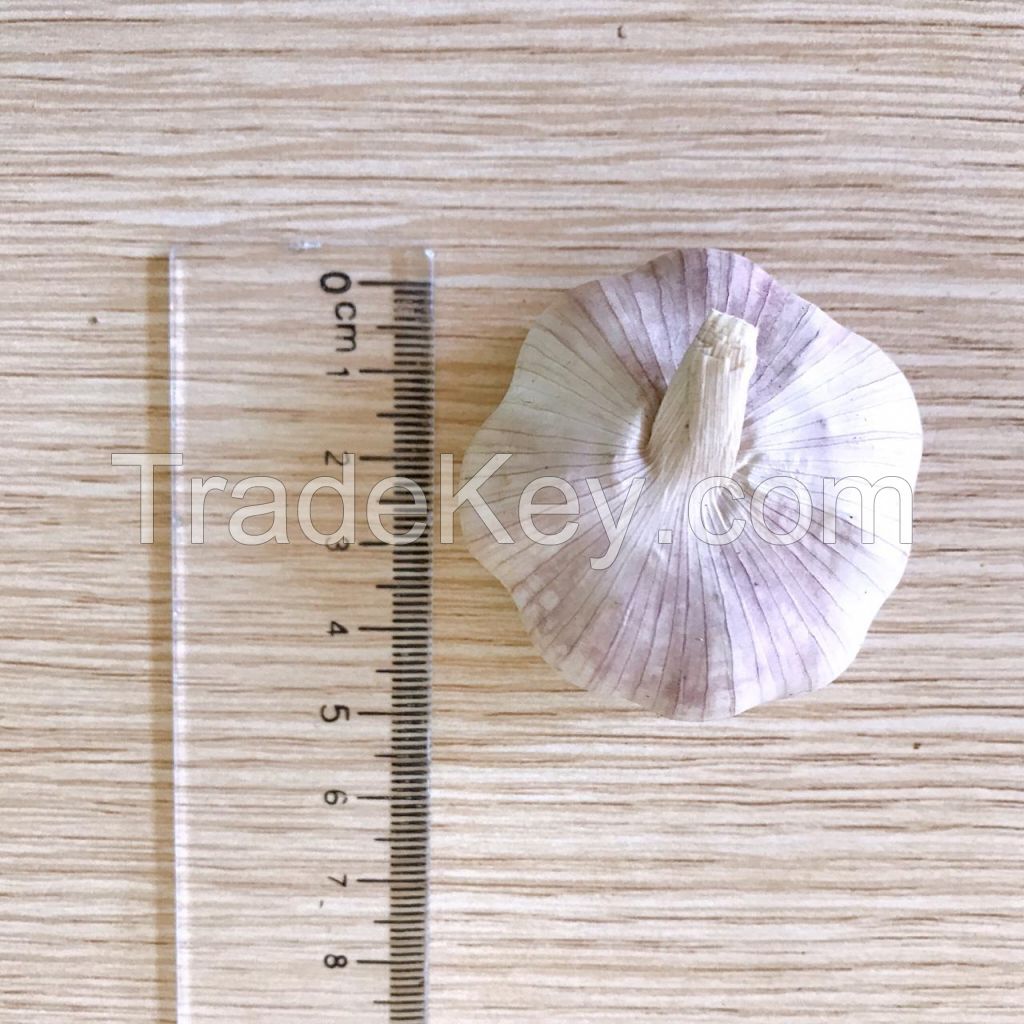 Garlic, Fresh garlic