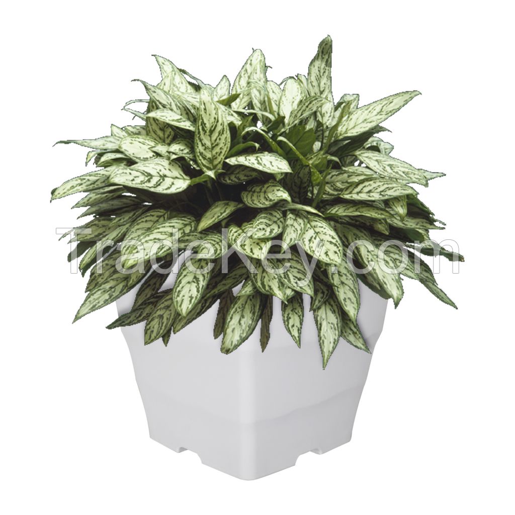 WAVE SQUARE POT