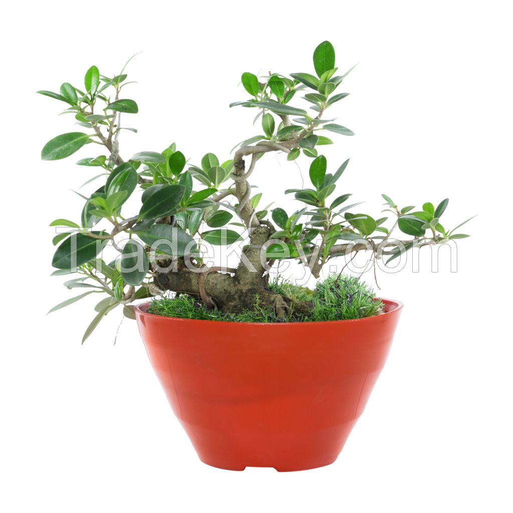 WAVE PLANT POT