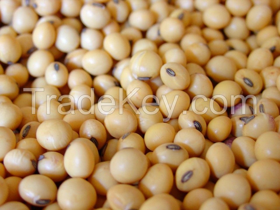 Soya beans