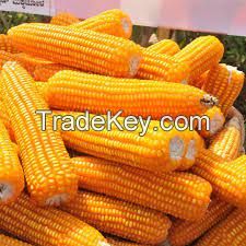 Grade A Non GMO White and Yellow Corn-Maize