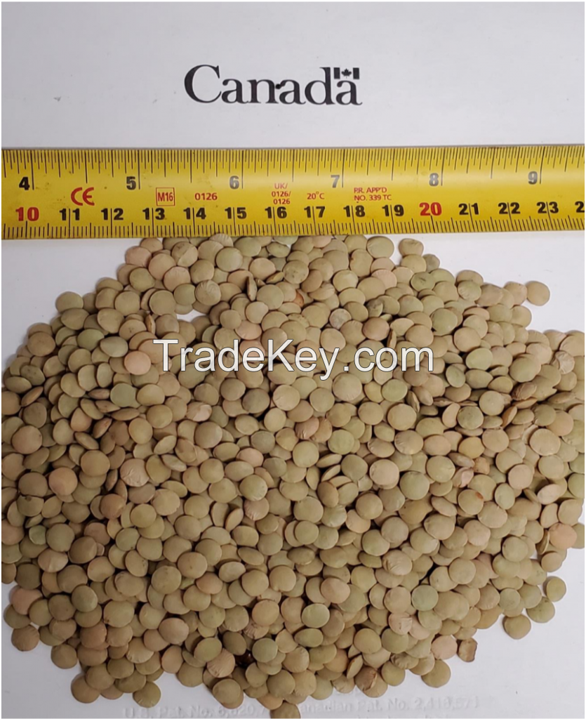 Green Large Lentils