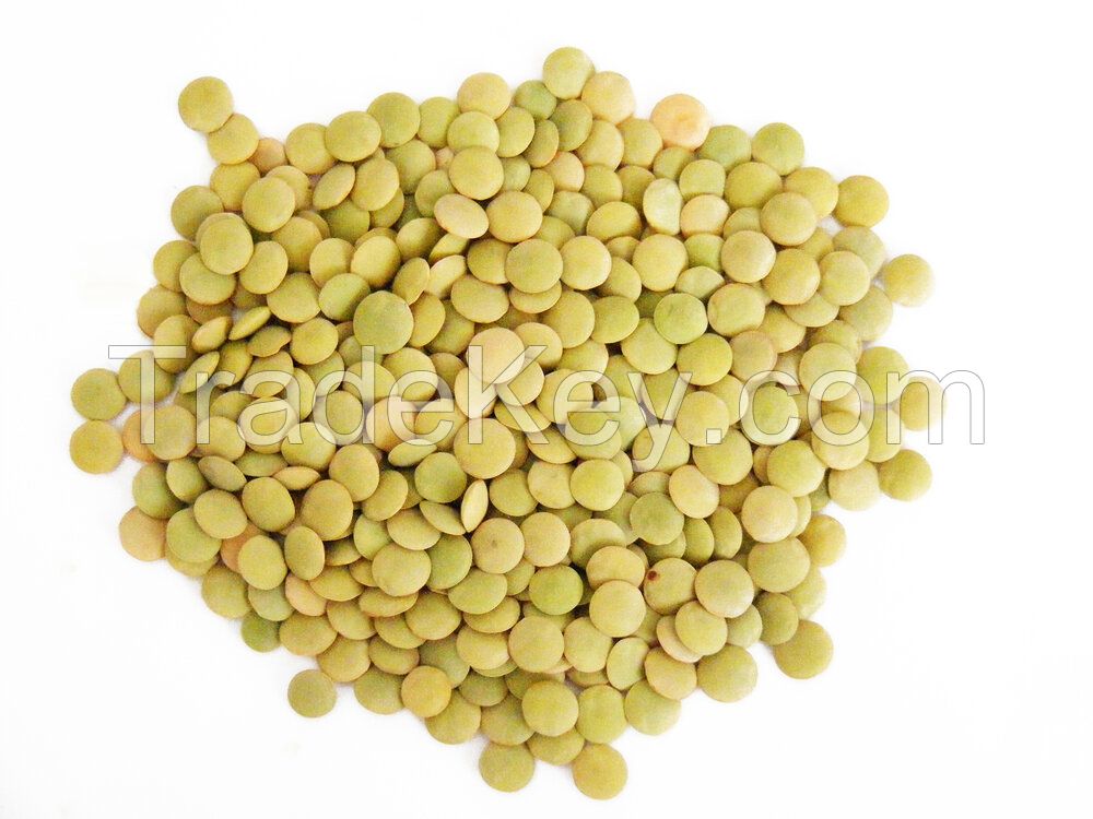 Green Large Lentils