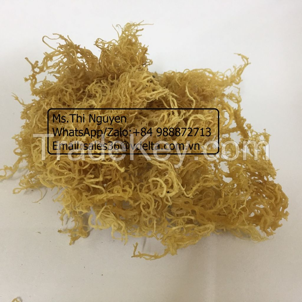 Dried Sea Moss No Salt from Vietnam/Ms.Thi Nguyen +84 988872713