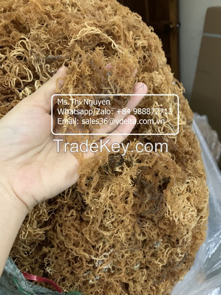 Dried Sea Moss No Salt from Vietnam/Ms.Thi Nguyen +84 988872713