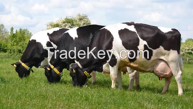 Heifers cow