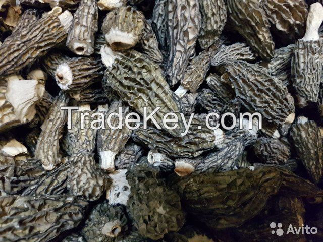 Conic morels (dried)