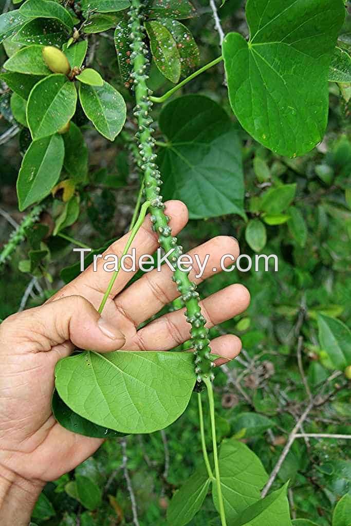 Tinospora cordifolia