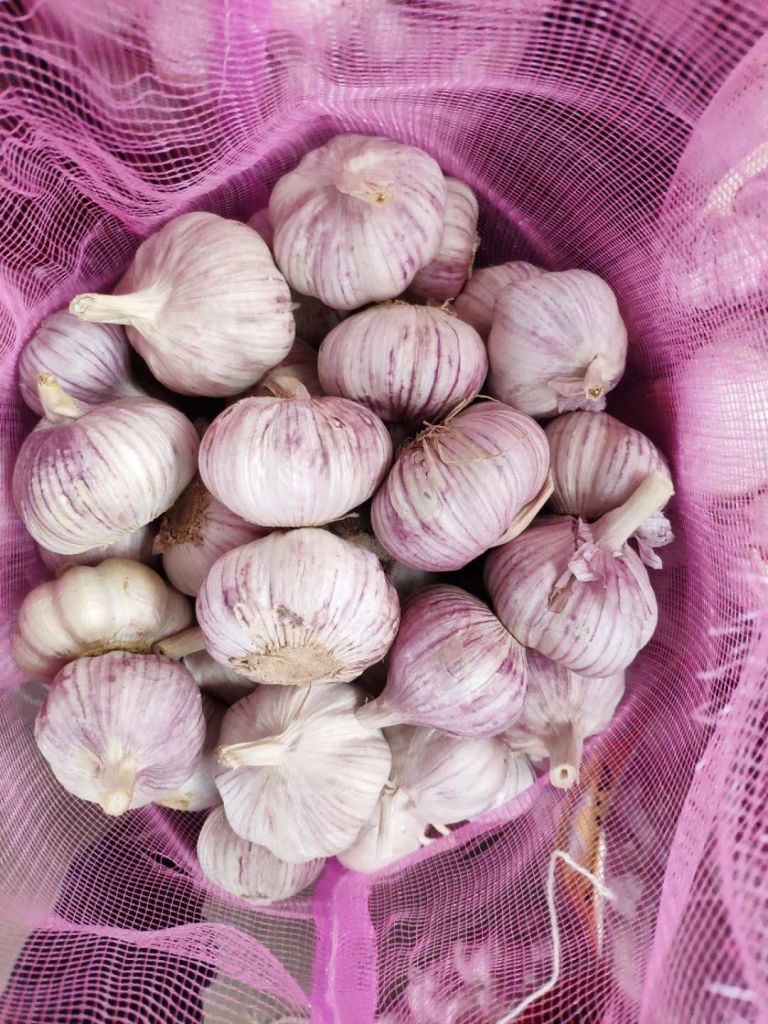 2019 new crop fresh garlic packaged in mesh bag