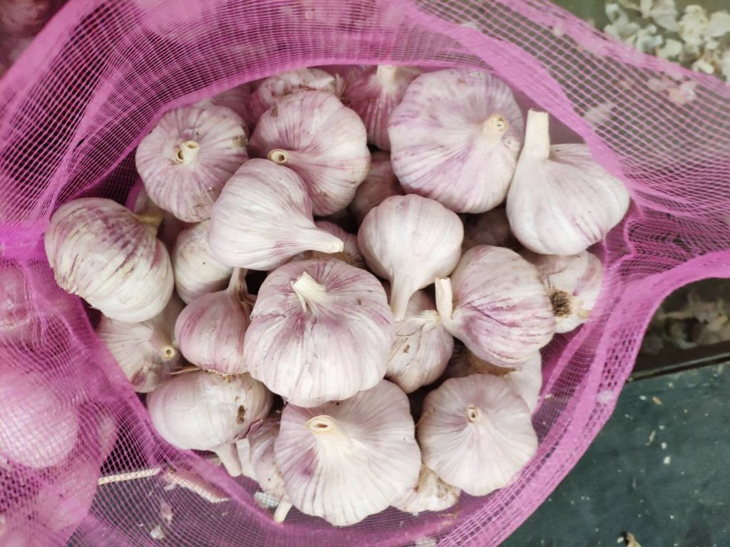 2019 new crop fresh normal white garlic