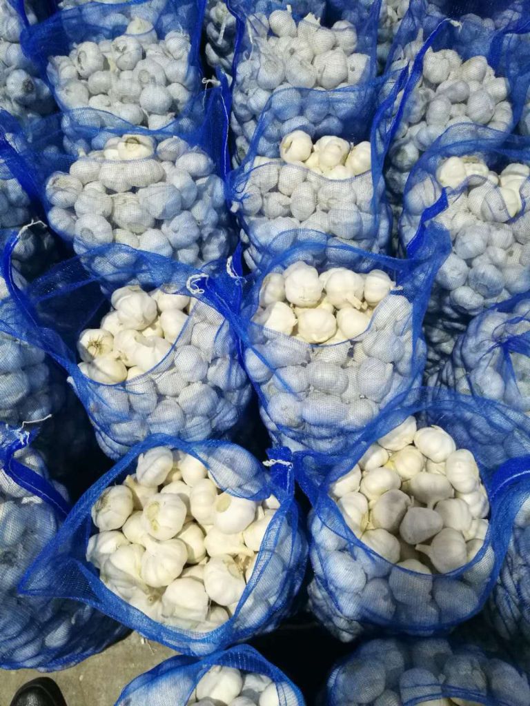 2019 new crop fresh normal white garlic