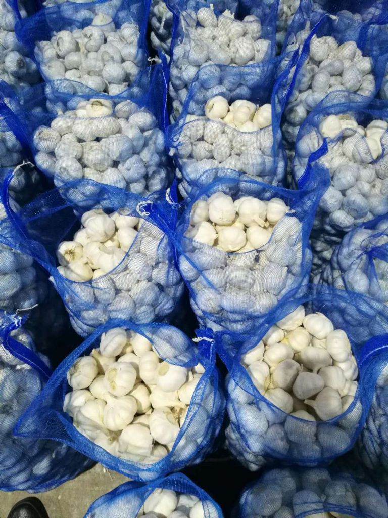 Chinese factory Wholesale fresh garlic